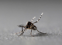 Điểm nóng dịch sốt xuất huyết tại Hà Nội tiếp tục gia tăng ca mắc