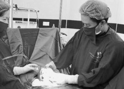 Vừa lấy thai vừa bóc tách 24 khối u xơ tử cung cho sản phụ 27 tuổi