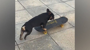 Giành lấy ván trượt của học sinh, chú chó lướt đi như VĐV chuyên nghiệp