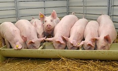 Giá heo hơi hôm nay 16/11: Một số nơi giảm nhẹ 1.000 đồng/kg