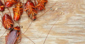 Mẹo đuổi gián đơn giản nhưng cực kỳ hiệu quả 