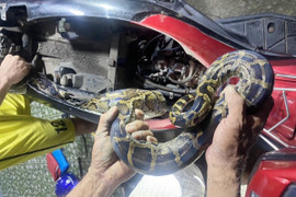 Trăn dài gần 2m chui vào cốp xe máy ở TP.HCM