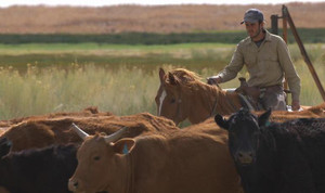 Ngôi trường Mỹ dạy điều khác biệt, sinh viên tự tay vắt sữa bò