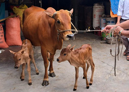 Chuyện lạ bò mẹ sinh đôi ở Hà Tĩnh