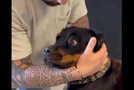 Vẻ mặt hết hồn của chú chó khi được chủ chỉnh xương cổ