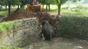 Dùng máy xúc đào đường dẫn giải cứu voi ở Ấn Độ