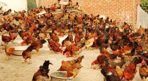 Nghịch cảnh: Khi nhà băng đi bán gà, thanh lý quần áo cũ