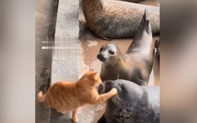 Tranh ăn cá, hải cẩu bị mèo đánh tới tấp