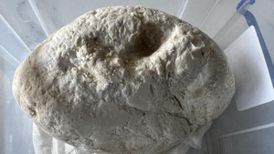 Ngư dân vớt được vật lạ nghi là long diên hương quý hiếm 