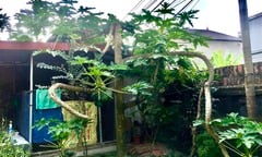 Cây đu đủ mọc ra hình thù kỳ quái, dân mạng rần rần ‘ra giá’ tiền tỷ để mua 