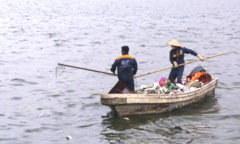 Hà Nội đánh bắt cá để giảm mật độ trong Hồ Tây