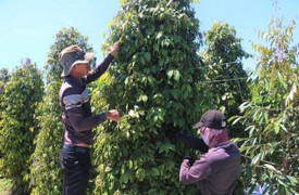 Giá tiêu hôm nay 22/11: Không biến động