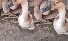 Thấy con ngỗng 'khóc' như mưa, chủ không thể làm thịt mà quyết để nuôi suốt đời