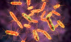 Vi khuẩn Salmonella lây qua đường nào?
