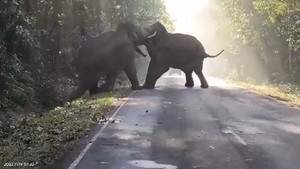 Voi đực đụng độ trên đường ở Thái Lan
