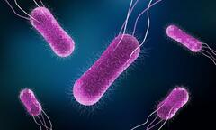 Salmonella có ở trong những thực phẩm nào?