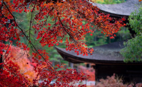 Nhật Bản mùa thay lá