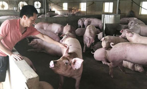 Giá heo hơi hôm nay 24/11: Tăng 1.000- 3.000 đồng/kg ở nhiều địa phương