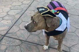 Bắt gặp những ánh nhìn đầy phán xét của chó cưng khiến 'sen' giật mình