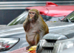 Tạm dừng vây bắt con khỉ tấn công người ở Hà Nội