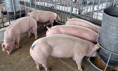 Giá heo hơi hôm nay 28/11: Dao động trong khoảng 51.000 – 56.000 đồng/kg