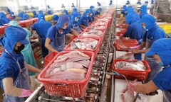 Vì cái khay nhựa, một doanh nghiệp thuỷ sản Việt mất thị trường xuất khẩu vào EU