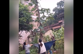 Màn phối hợp hứng đu đủ 'đi vào lòng đất'