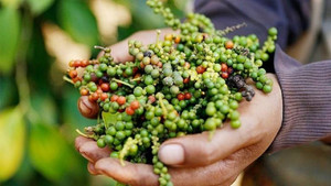 Giá tiêu hôm nay 1/12: Tăng 500 đồng, thấp nhất ở mức 60.000 đồng/kg