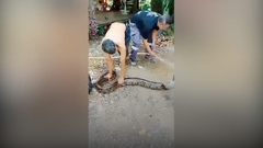Trăn dài hơn 17m mắc kẹt trong đường ống nước