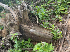 Bình Định: Sau hơn 1 năm vẫn chưa tìm ra thủ phạm đốn hạ gần 3 ha rừng phòng hộ 