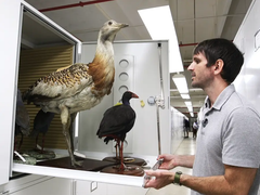 Ngắm bộ sưu tập tiêu bản chim lớn nhất thế giới