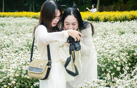 Nườm nượp người check in vườn cúc họa mi cuối vụ