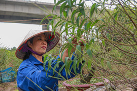 Đào Nhật Tân vào mùa tuốt lá
