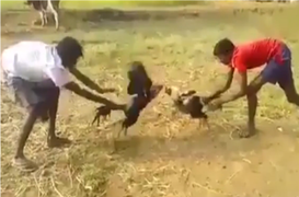 Gà chọi nổi điên, đuổi cậu chủ chạy đứt hơi