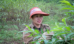 Trời rét đậm, người trồng đào ở Hà Tĩnh phấn khởi chờ ngày đếm tiền