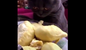 Mèo nôn ọe, ngất xỉu khi ngửi mùi sầu riêng