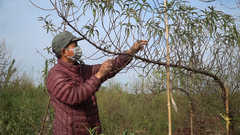 Làng đào Nhật Tân tất bật 'xuống lá' đón Tết