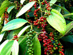 Giá tiêu hôm nay 8/12: Giá trong nước đi ngang