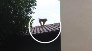 Khỉ xổng chuồng vào khu dân cư cắn chết chó, tấn công cả trẻ em ở Thái Bình