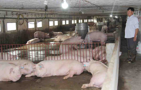 Giá heo hơi hôm nay 11/12: Giảm tiếp 1.000 đồng/kg