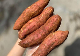 Một củ khoai lang dính đất, Trung Quốc trả lại cả lô hàng