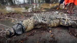 Thái Lan: Bão tan, phát hiện cá sấu nặng 500 kg dạt vào bờ