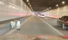 Nổi tiếng nhờ trốn khỏi quán thịt nướng, 2 chú cừu trắng được làm 'linh vật'