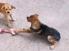 Màn khẩu chiến của 2 chú chó tranh nhau khúc xương