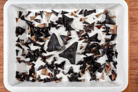 Phát hiện 'nghĩa địa' cá mập ở Ấn Độ Dương