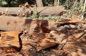 Vì sao chưa đầy một năm, Kon Tum để mất hơn 400 m3 gỗ?
