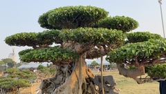 Chiêm ngưỡng cây sanh cổ giá siêu đắt 10 tỷ đồng