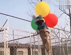 Cún con ngơ ngác bị bóng bay kéo lên trời