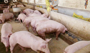 Giá heo hơi hôm nay 16/12: Giảm ở nhiều tỉnh thành