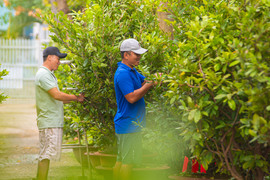 Làng trồng mai ở TP.HCM tất bật chuẩn bị vào vụ Tết